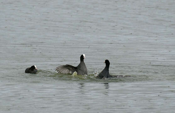 Image of Common Coot