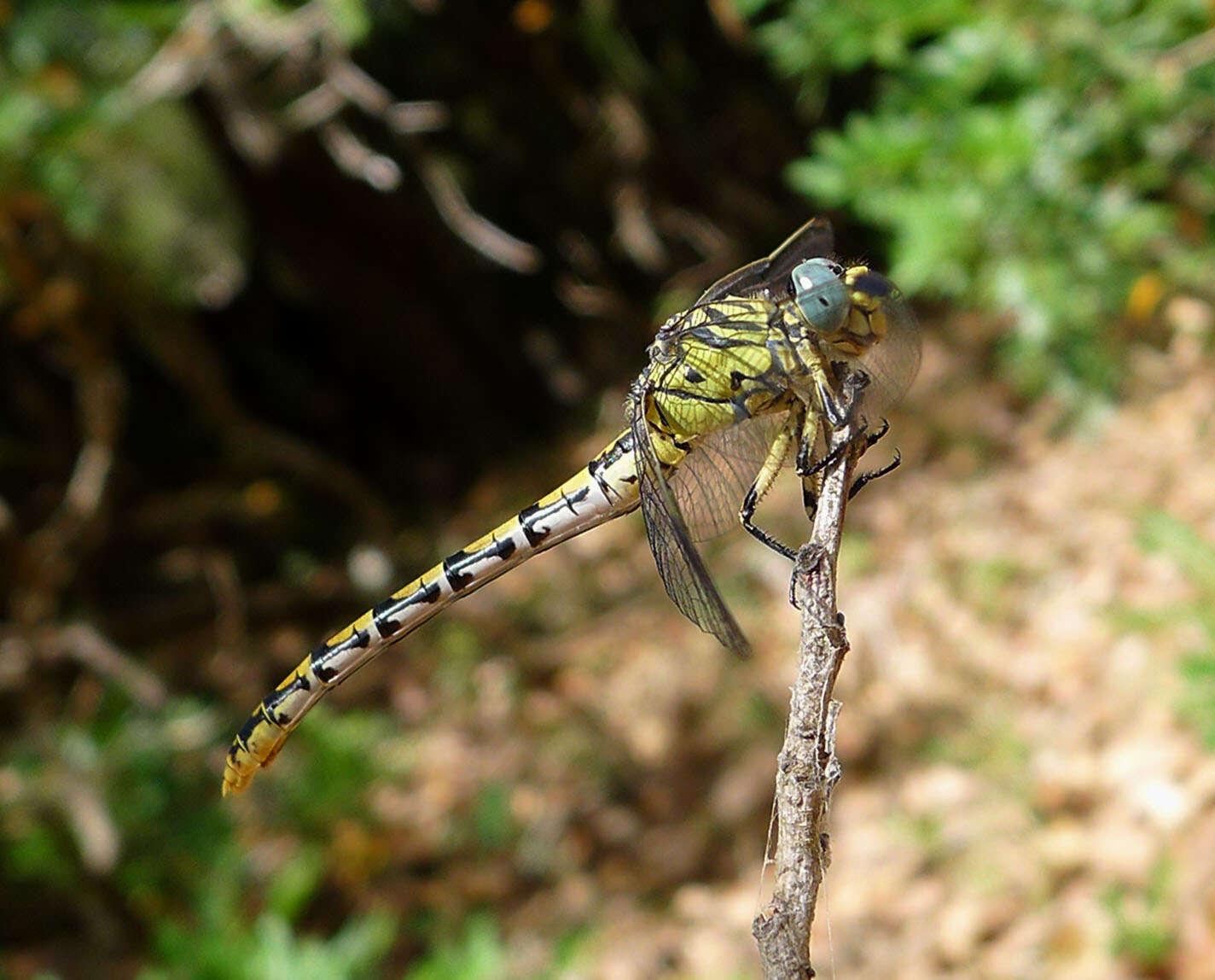 Imagem de Onychogomphus Selys 1854