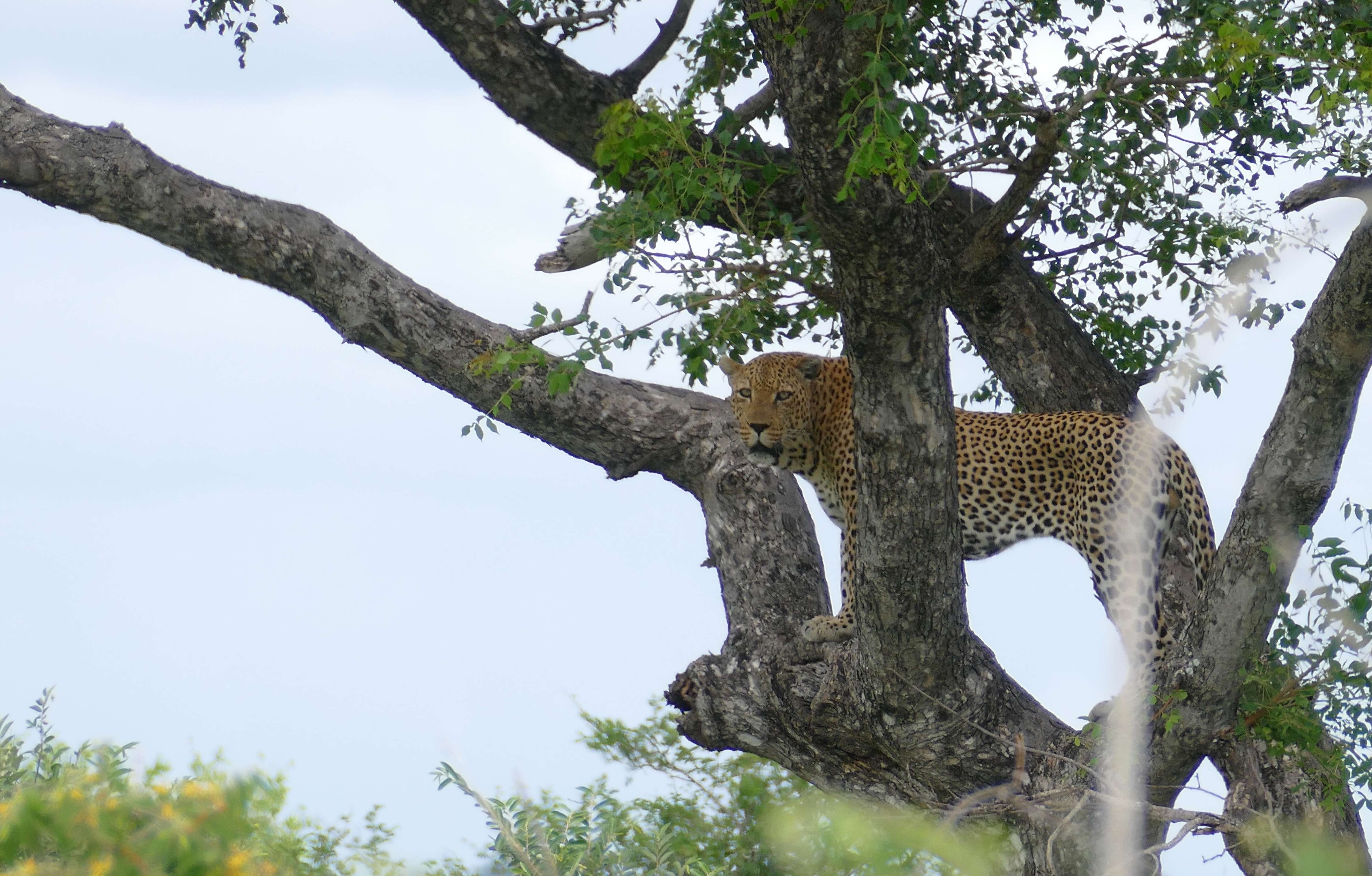 Image of Leopard