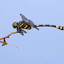 Image of Ictinogomphus australis (Selys 1873)