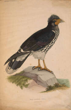 Image of Phalcoboenus d'Orbigny 1834