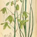 Image of Albuca juncifolia Baker