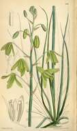 Image of Albuca juncifolia Baker