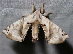 Image of apatelodod moths