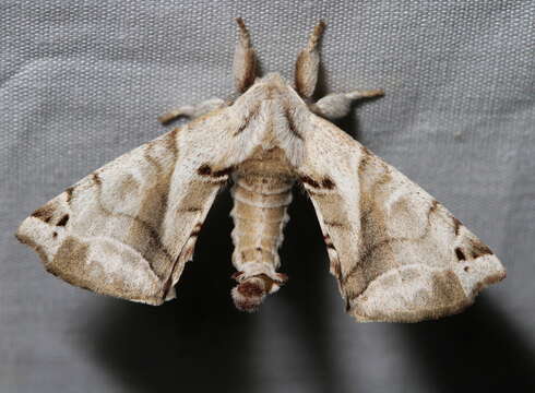 Image of Pudefacted Apatelodes Moth