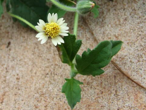 Image de Tridax