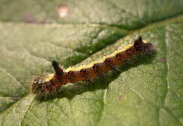 Image of Dagger Moths