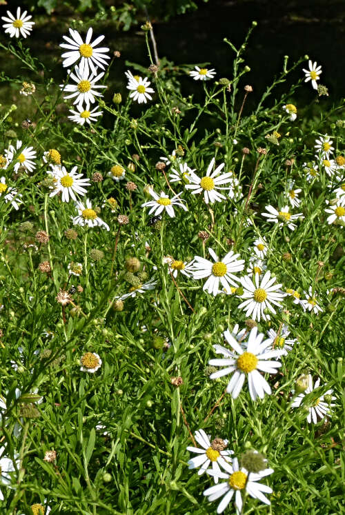 Image of Aster pinnatifidus (Matsumura) Makino