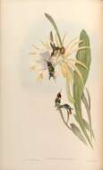 صورة Chaetocercus heliodor (Bourcier 1840)