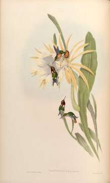 Image of Chaetocercus Gray & GR 1855