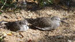 Image of Calidris Merrem 1804