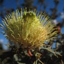 Image de Banksia arborea (C. A. Gardner) A. R. Mast & K. R. Thiele