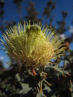 Image of Banksia arborea (C. A. Gardner) A. R. Mast & K. R. Thiele