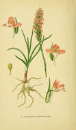 Image of Rein Orchids