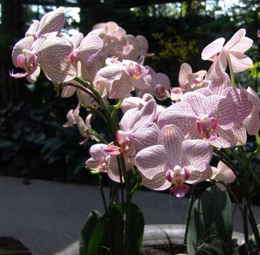 Image of Orchid