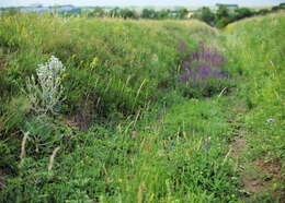 Imagem de Salvia aethiopis L.