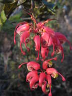 Image of Grevillea patentiloba F. Müll.