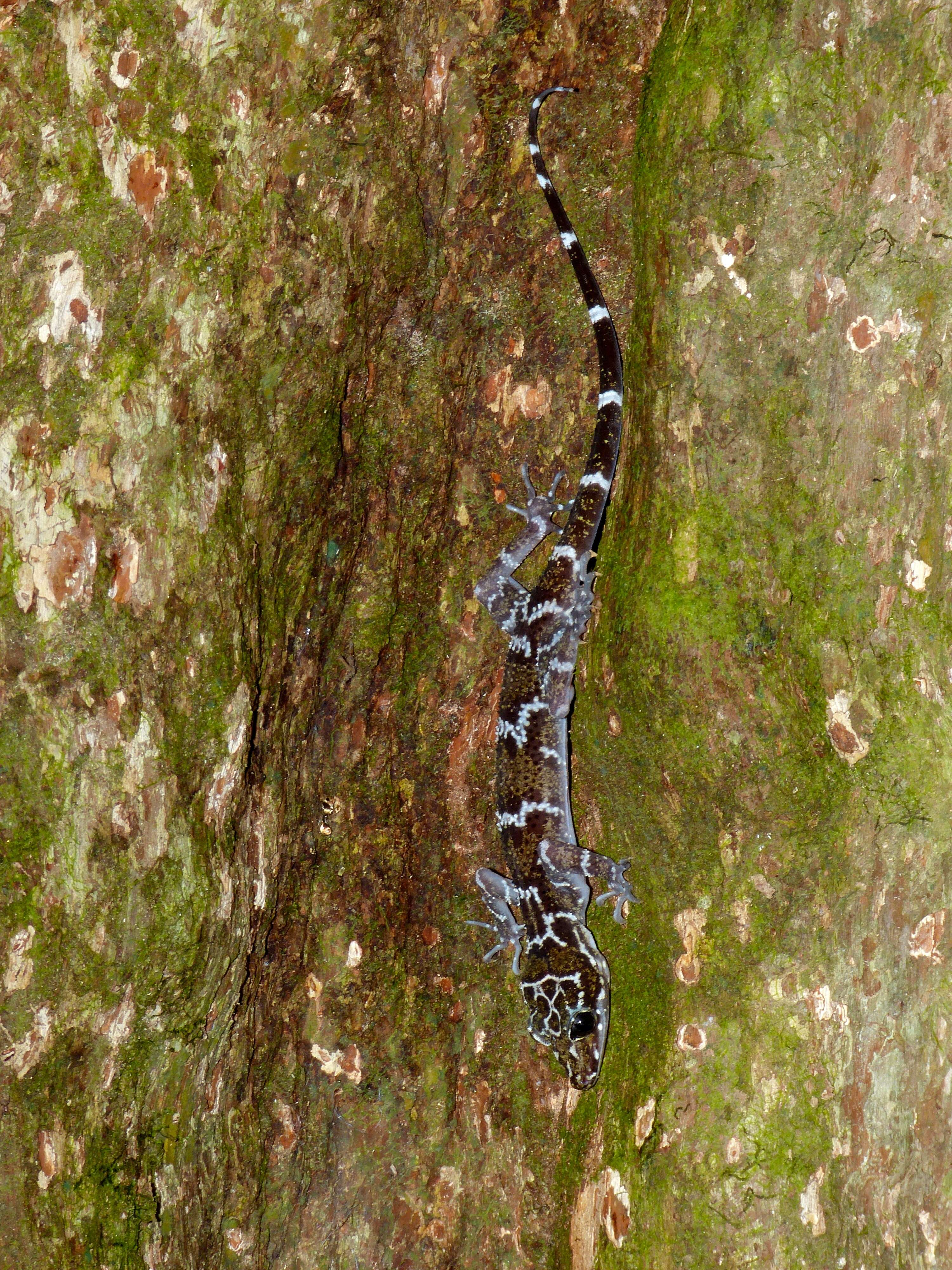 Cyrtodactylus consobrinus (Peters 1871) resmi