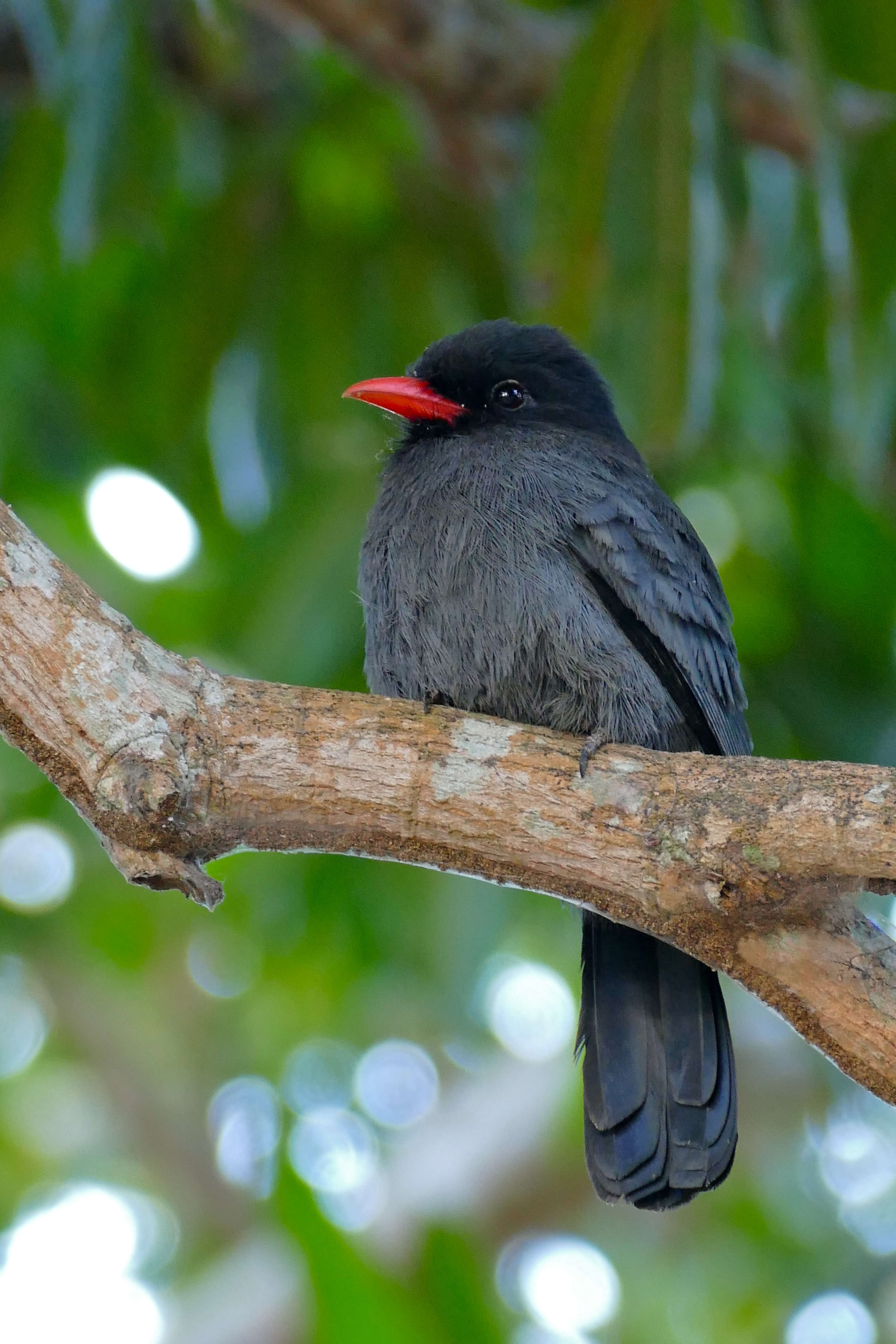 Image of Black-fronted Nunbird