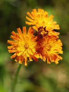 Image of Fox-and-cubs