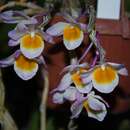 صورة Dendrobium crepidatum Lindl. & Paxton