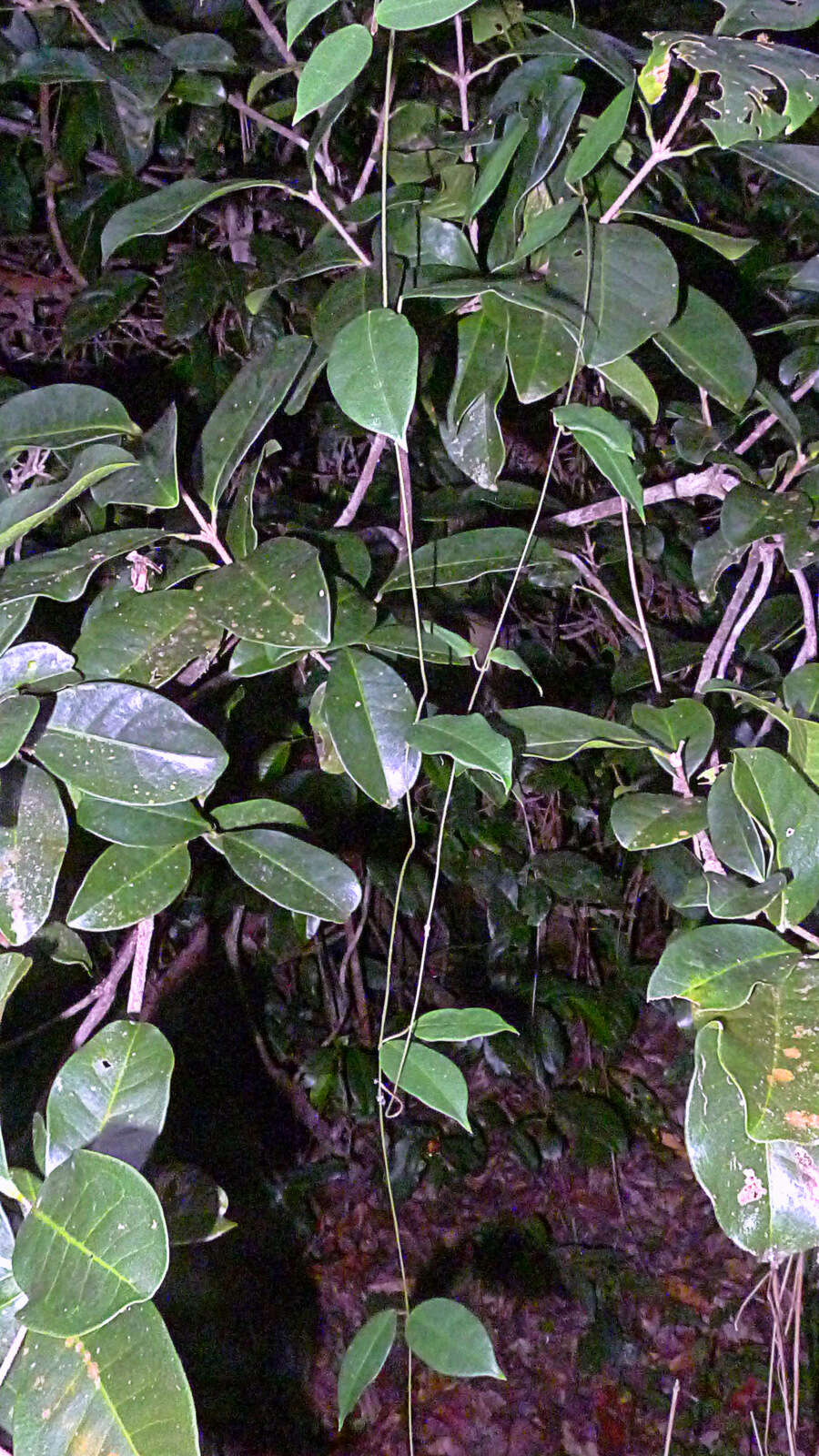 Image of milkvine