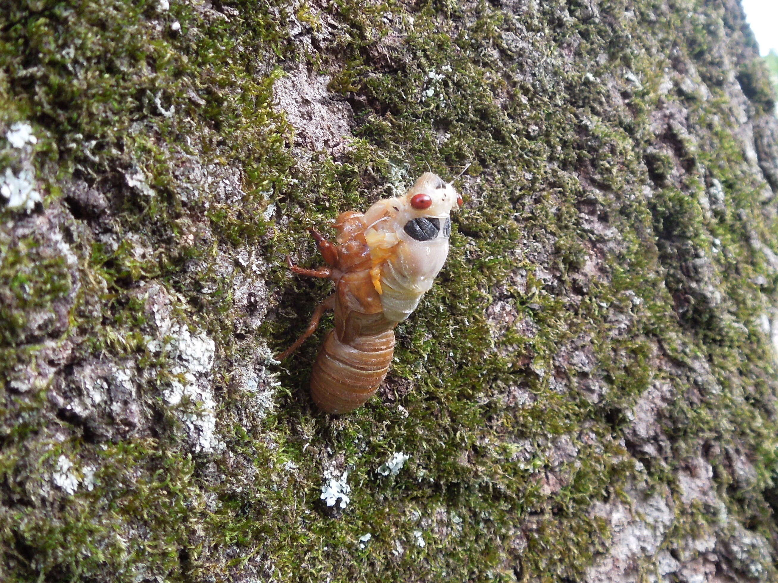 Image of Periodical Cicadas