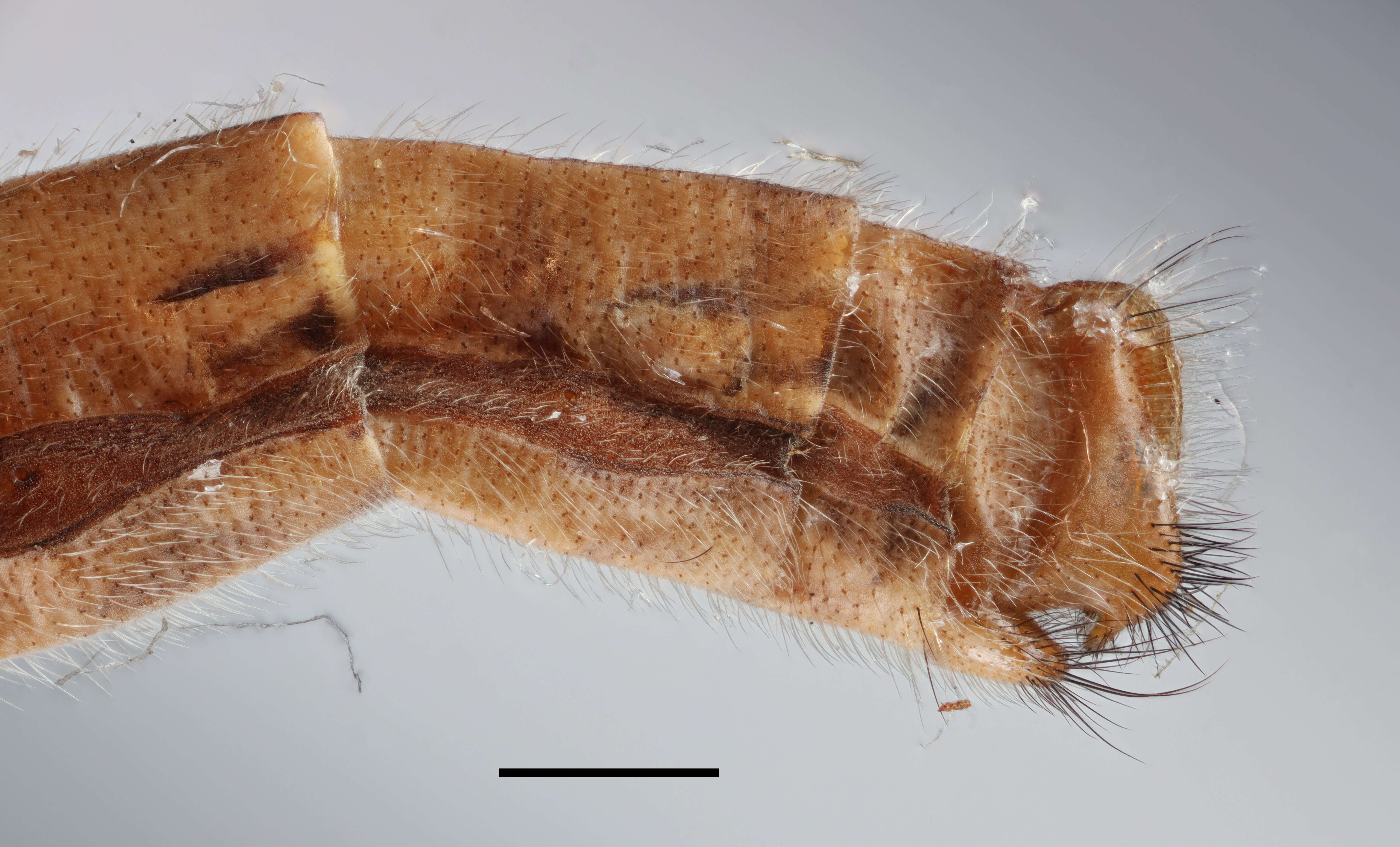 Image of Antlion