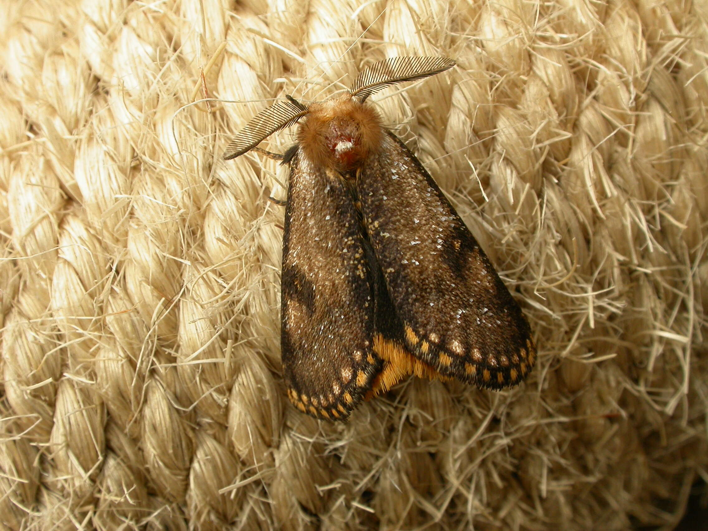 Image of Lepidoptera