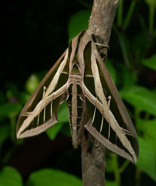 Image of Eumorpha Hübner (1807)