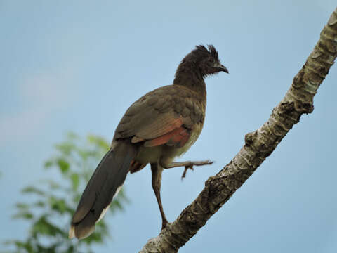 Image of Gray-headed Chachalaca