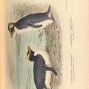 Imagem de Eudyptes sclateri Buller 1888
