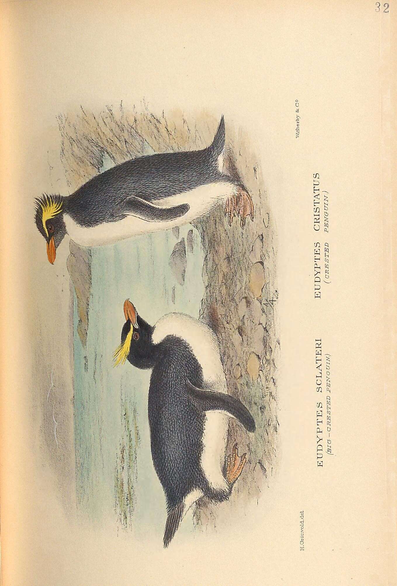 Image of erect-crested penguin