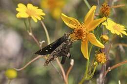 Image of Dorantes Longtail