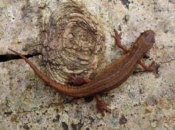 Image of Smooth Newt