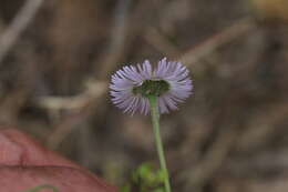 Image of running fleabane