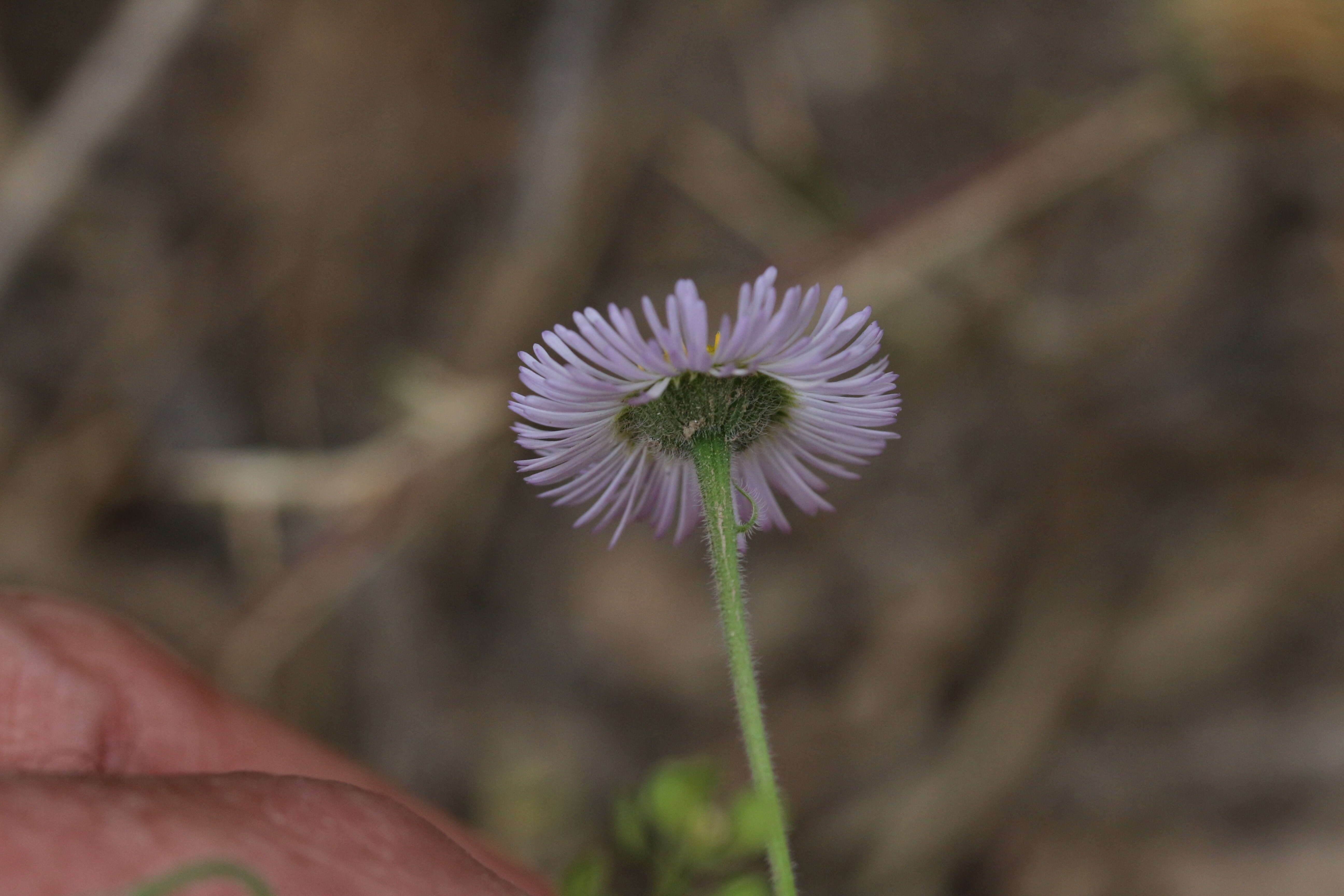 Erigeron tracyi Greene resmi