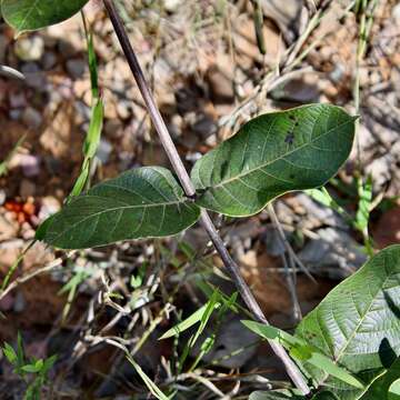 صورة Odontadenia lutea (Vell. Conc.) Markgr.