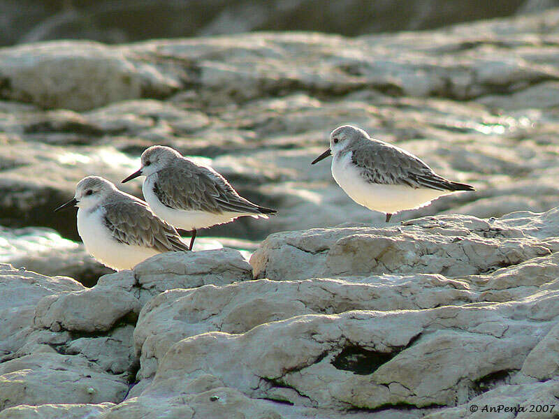 Image of Calidris Merrem 1804