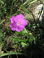 Image of geranium