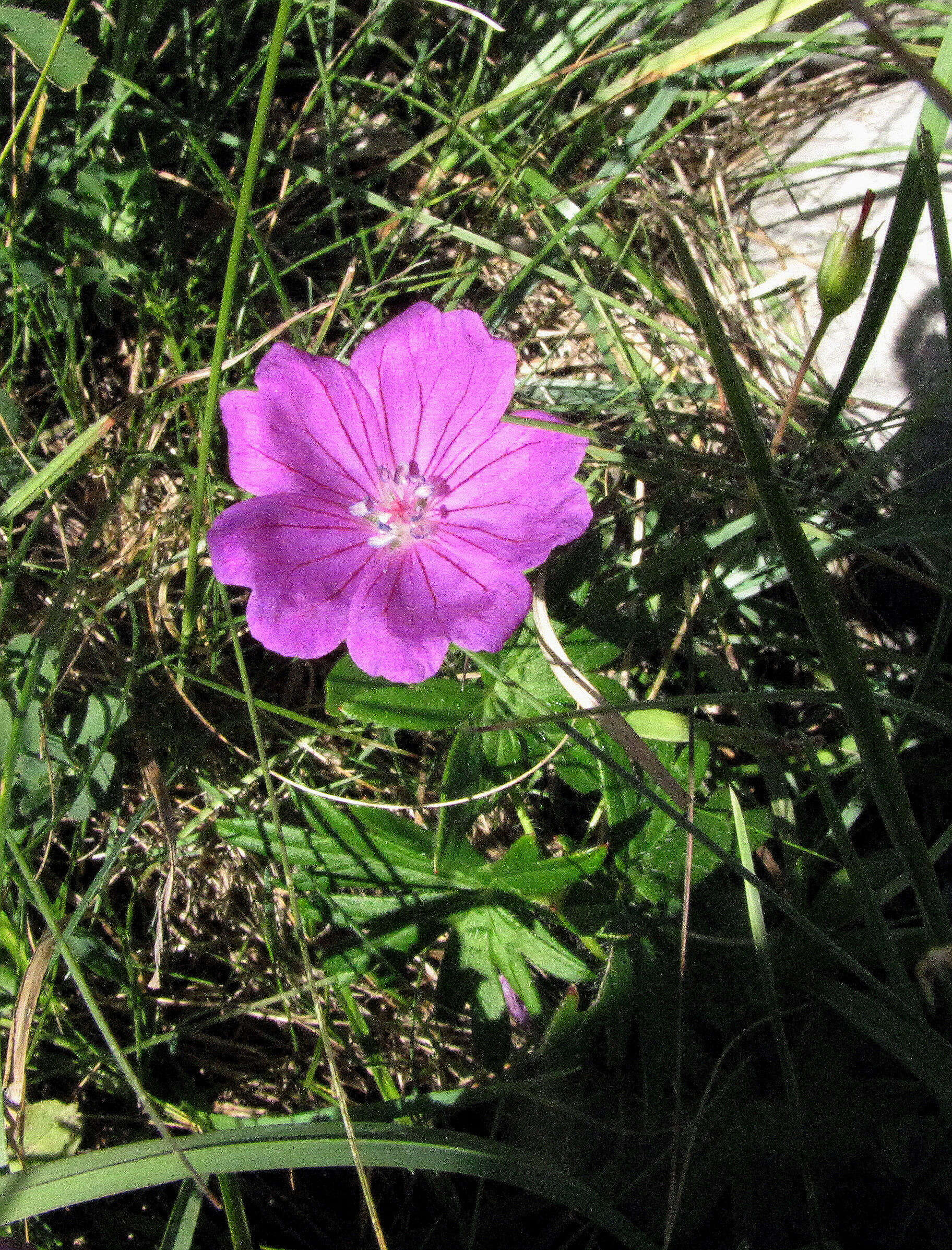 Image of geranium