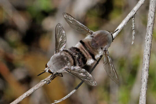 Image of Meomyia sericans (Macquart 1850)