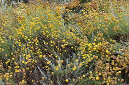 Image of lavender cotton