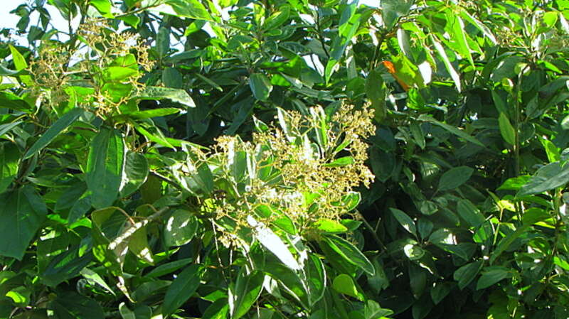 Image of propeller tree family