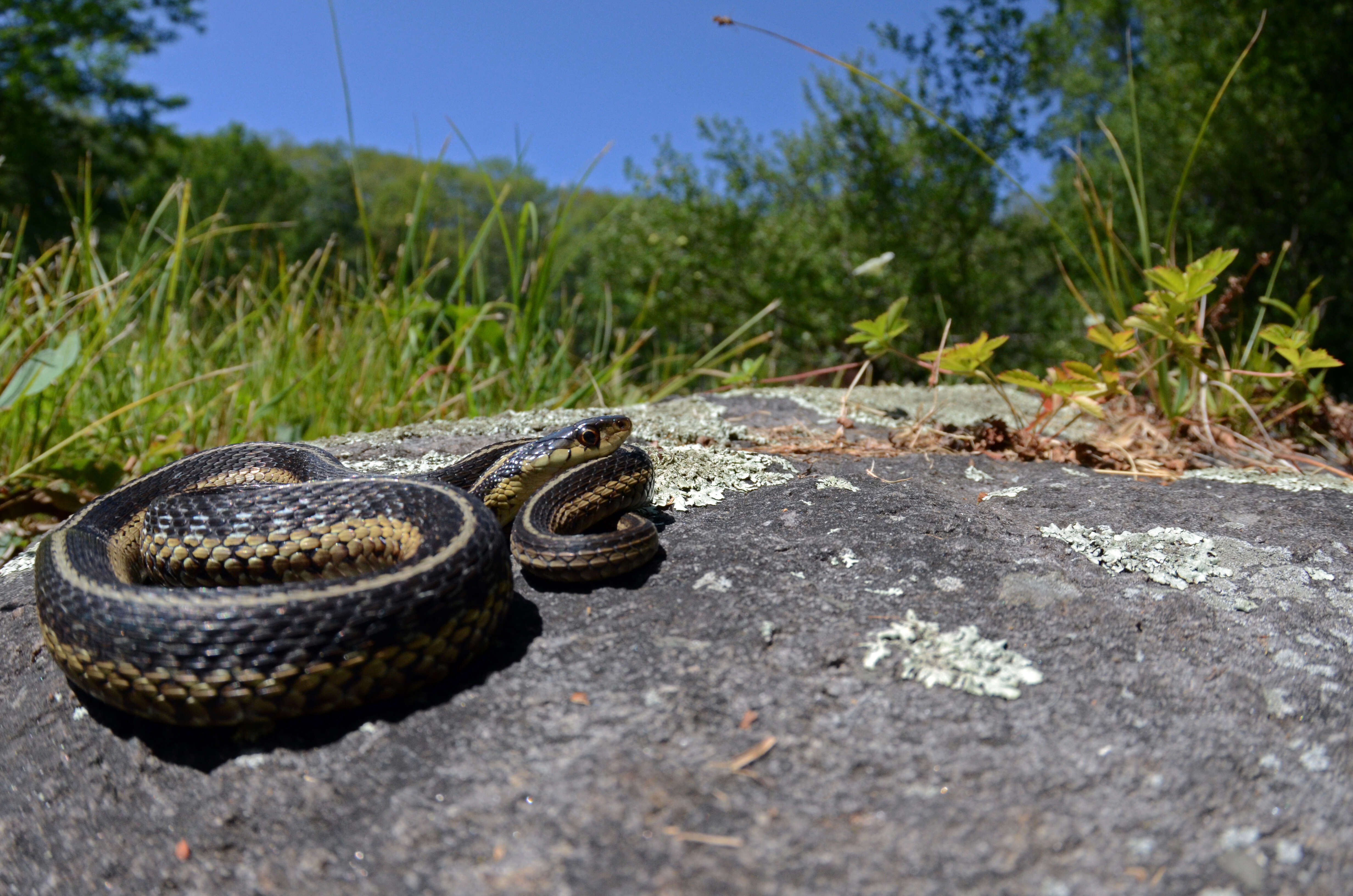 Image of Common Garter Snake