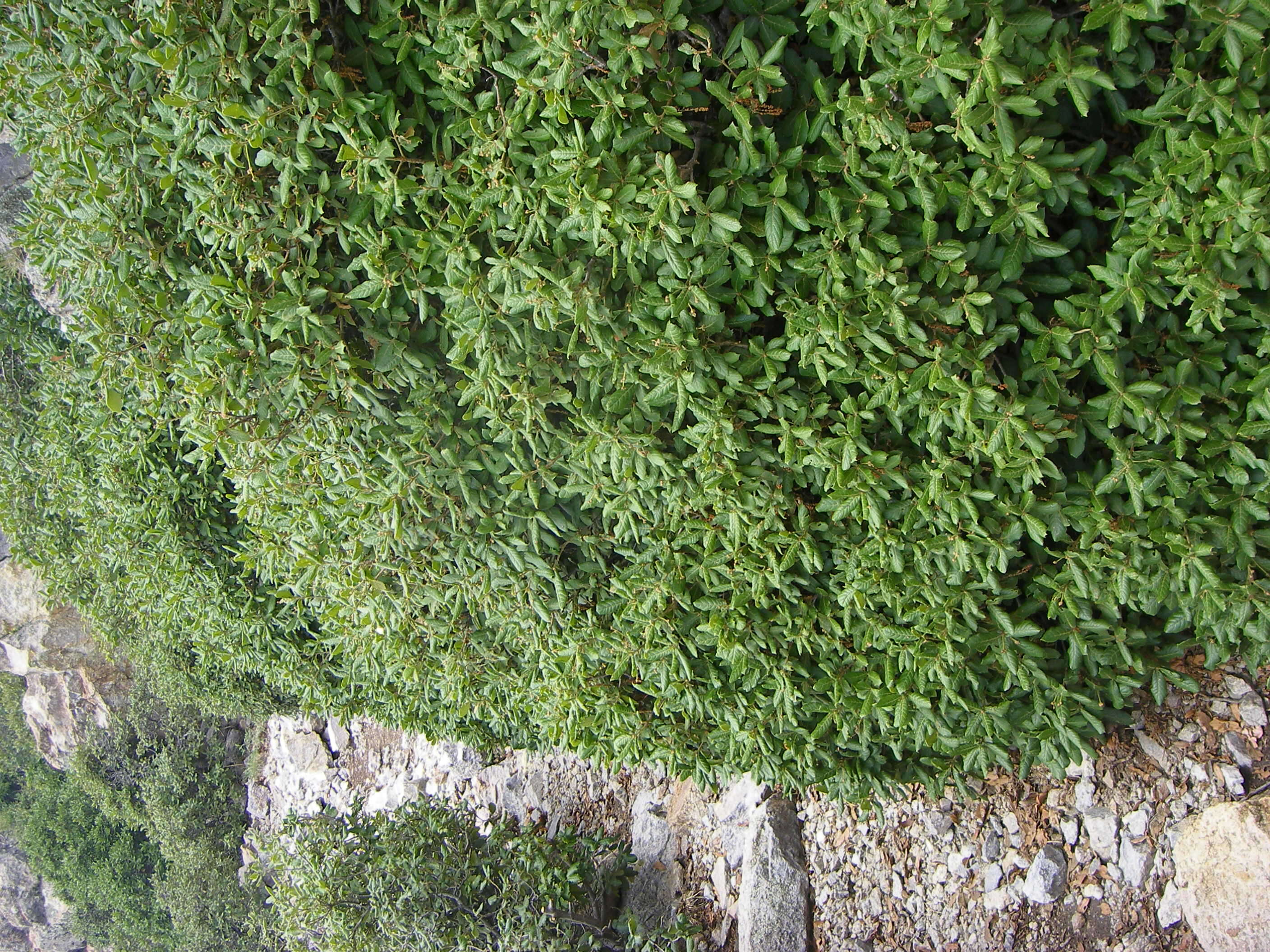 Image of netleaf oak