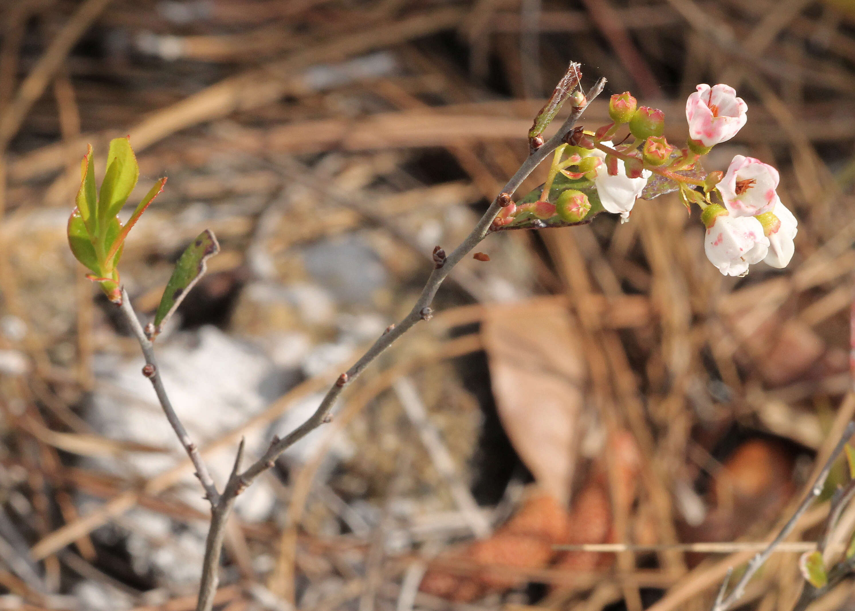 Image of dwarf huckleberry