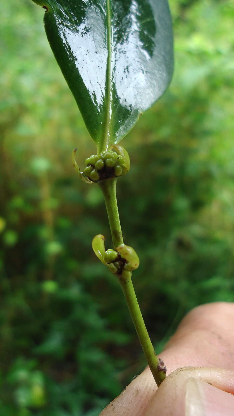 صورة Chaetocarpus echinocarpus (Baill.) Ducke