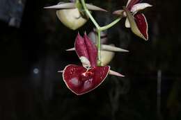 Image of Orchidaceae