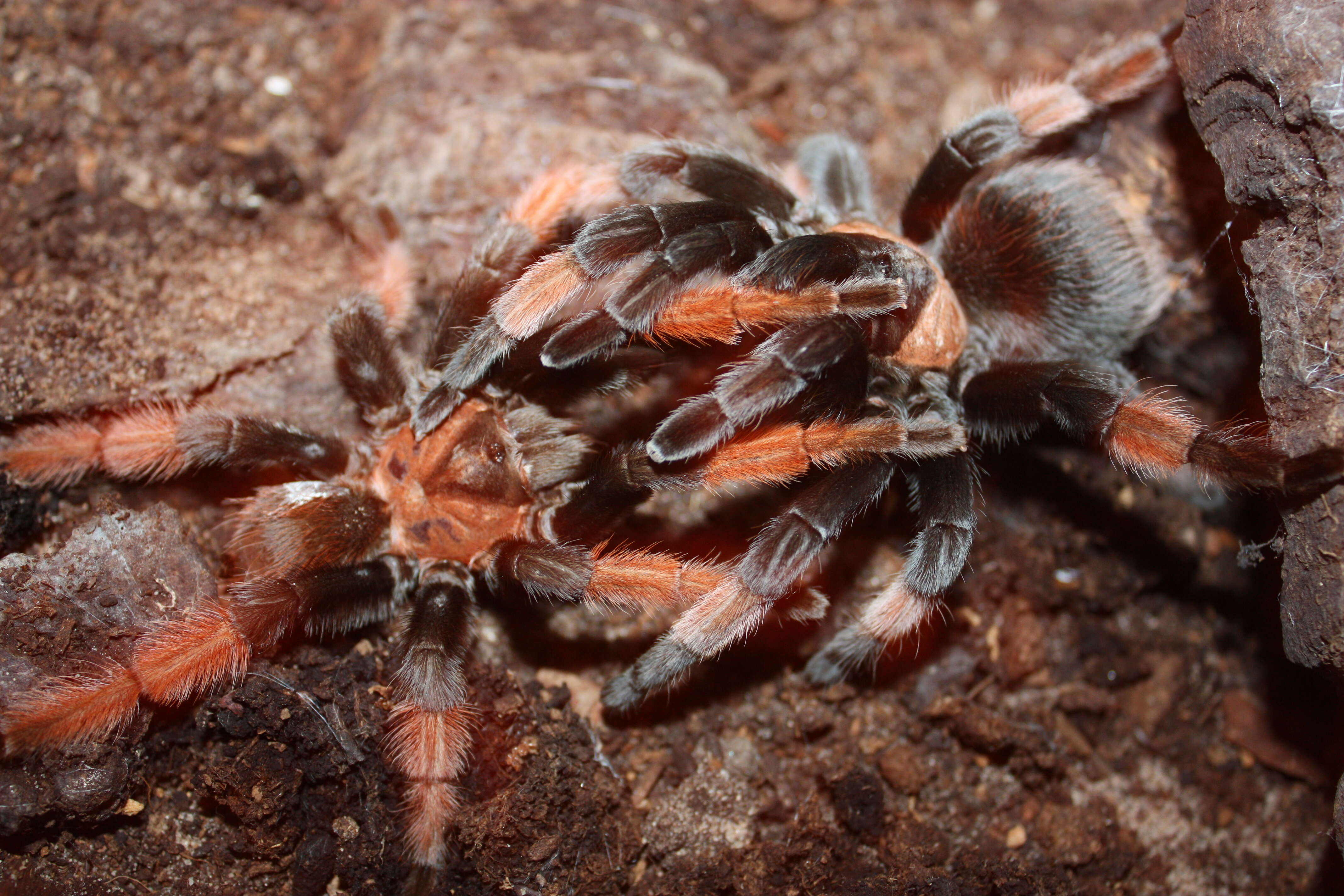 Image of Brachypelma